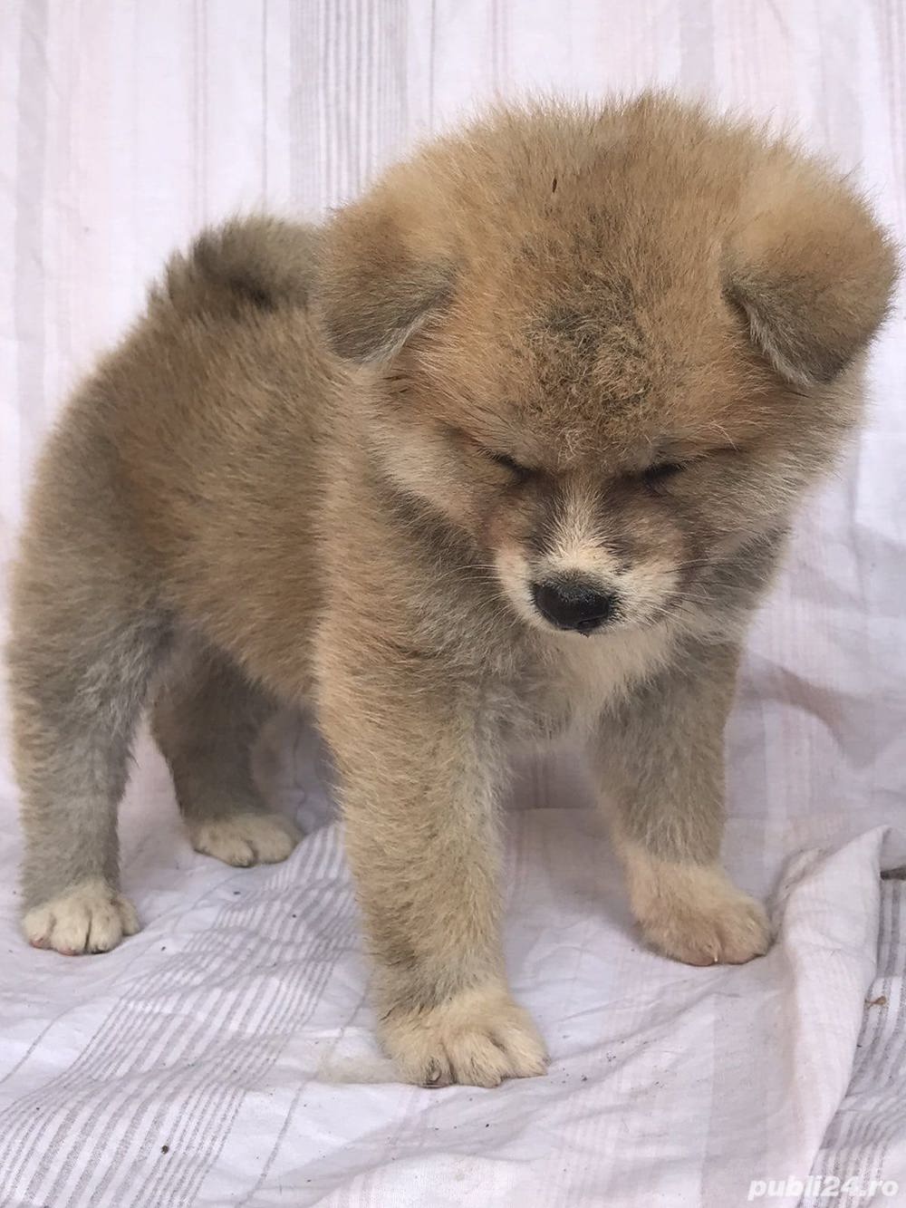 Vand akita inu japonez!! Vand akita inu japonez!!