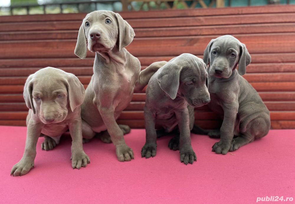 Vand brac de weimar!!