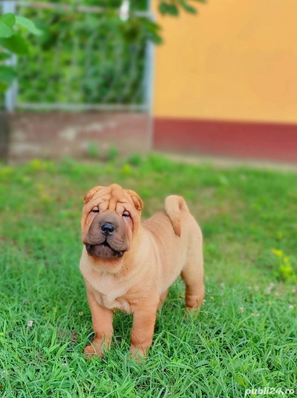 Vand shar-pei!! Vand shar-pei!!