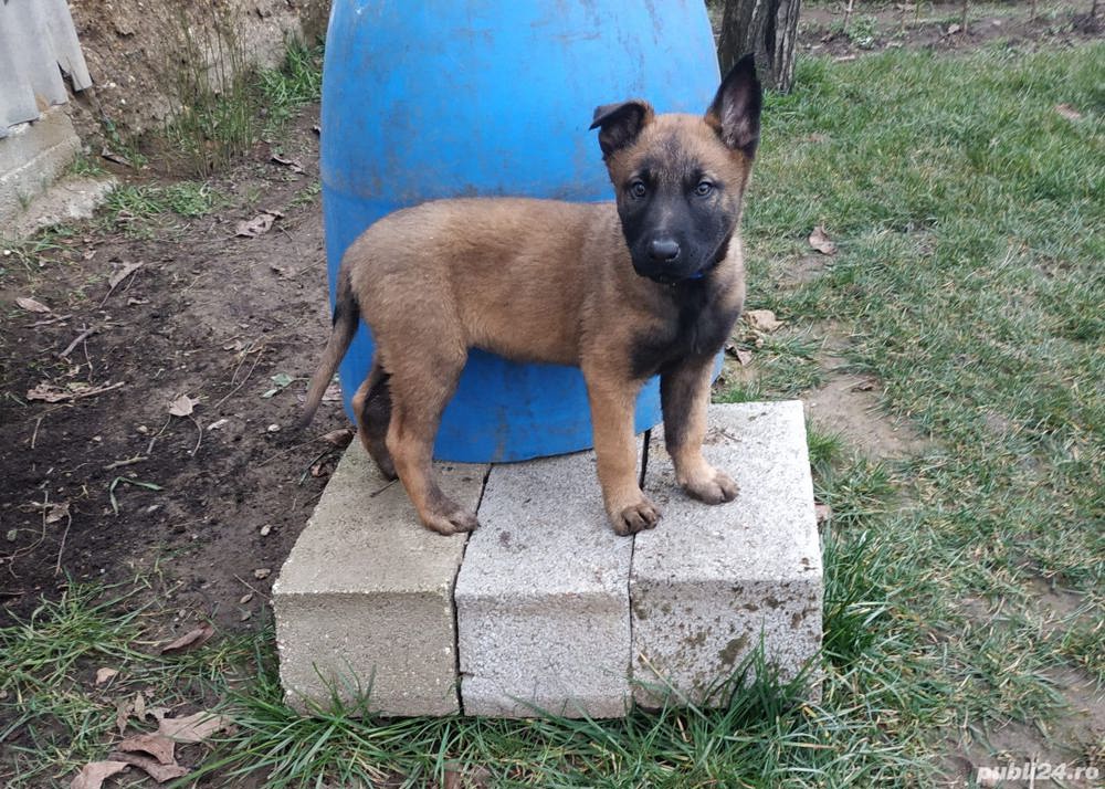 Vand ciobanesc belgian(malinois)!!