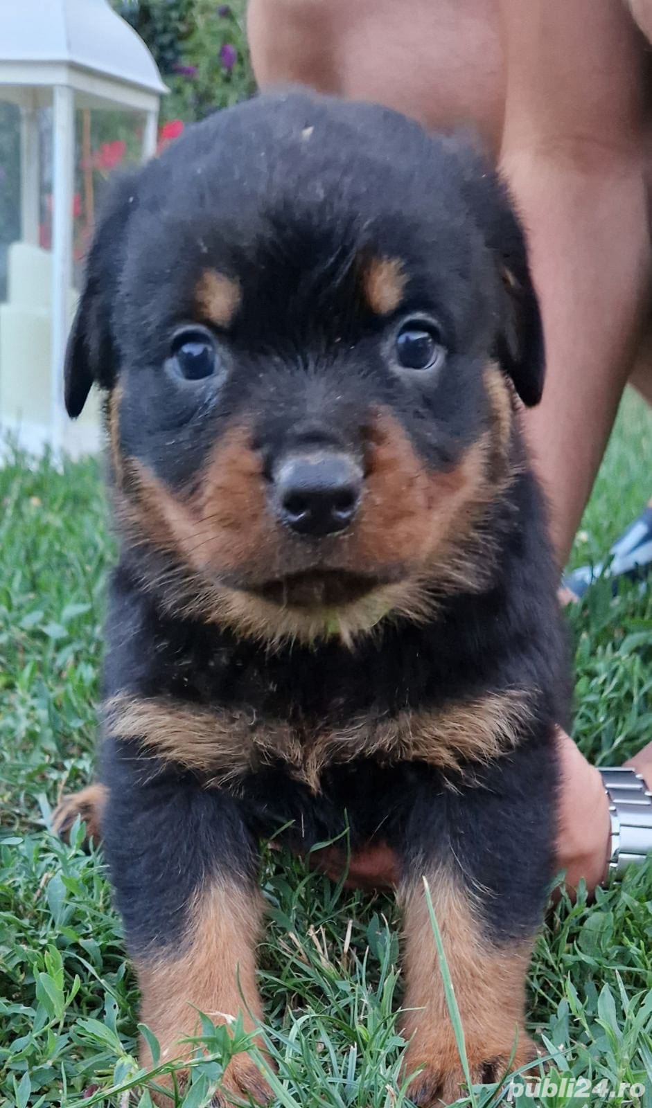 De vanzare pui de rottweiler femele si masculi De vanzare pui de rottweiler femele si masculi