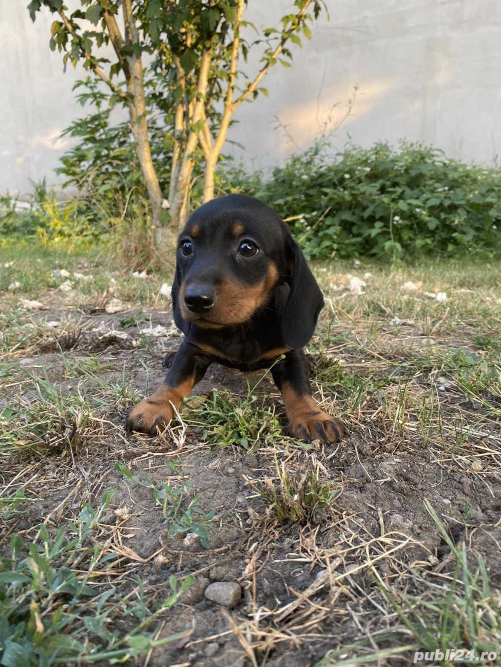 Vand pui teckel tekel techel femele si masculi 