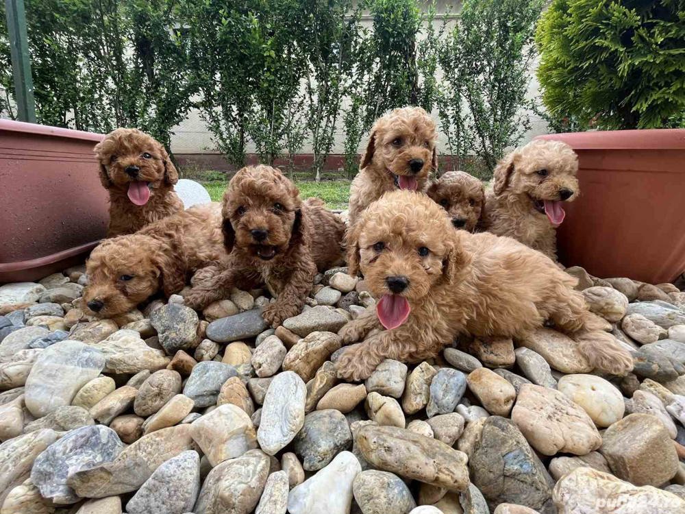 Vand pudel caniche caniș  Vand pudel caniche caniș