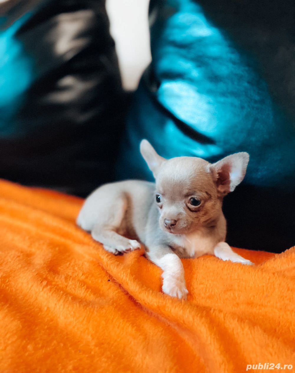 Vand pui de chihuahua 