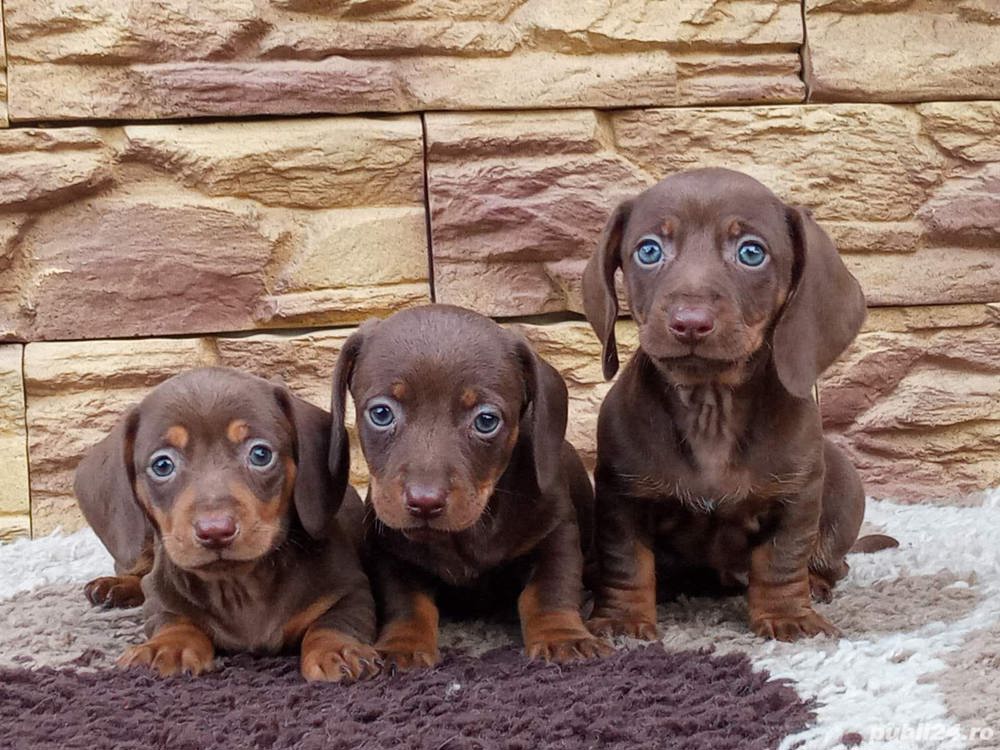 Vand teckel tekel techel ciocolatiu  Vand teckel tekel techel ciocolatiu