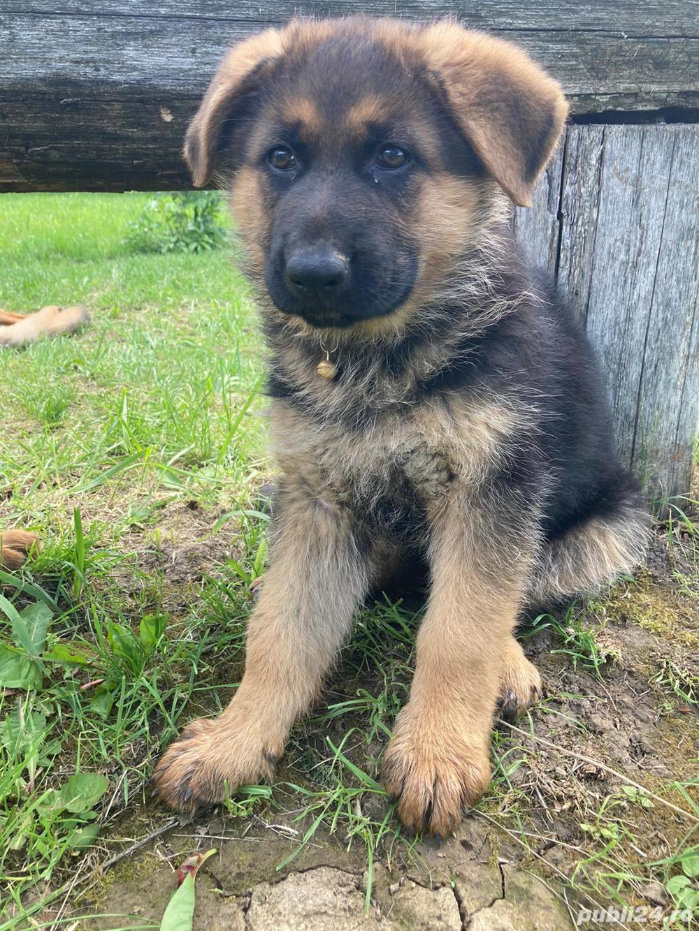 Vand ciobanesc german!! Vand ciobanesc german!!