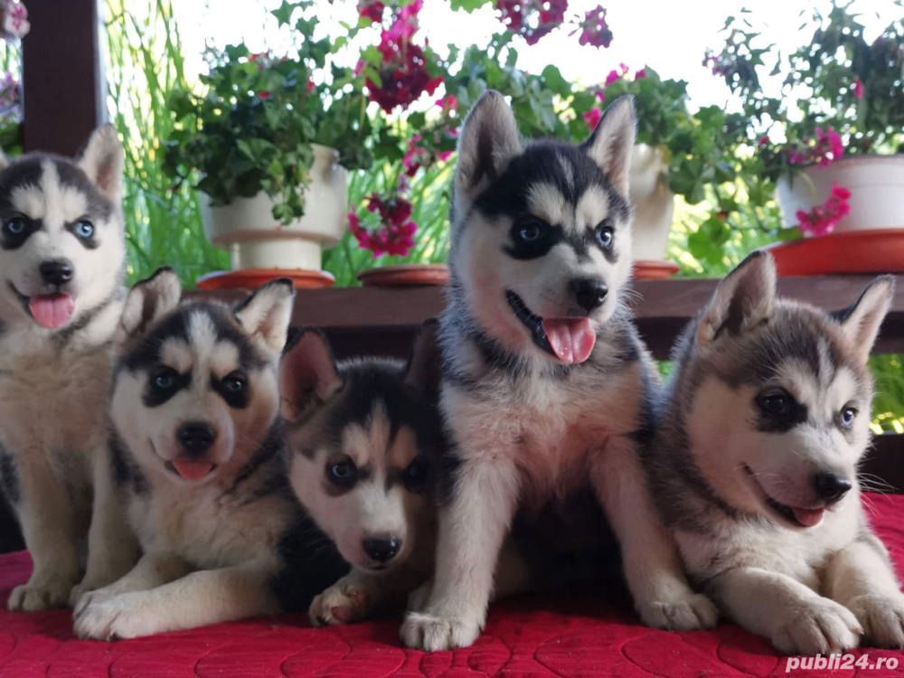 Hascki siberian disponibile 