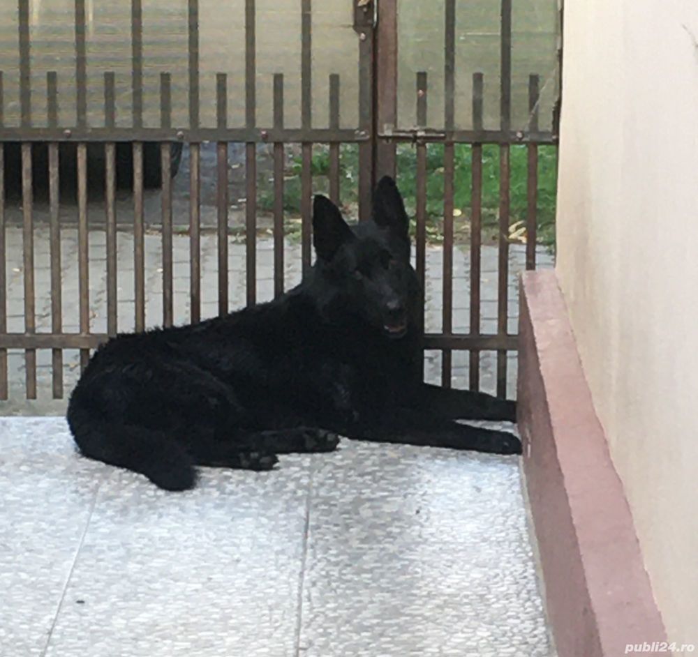 Ciobanesc german negru cauta partenera