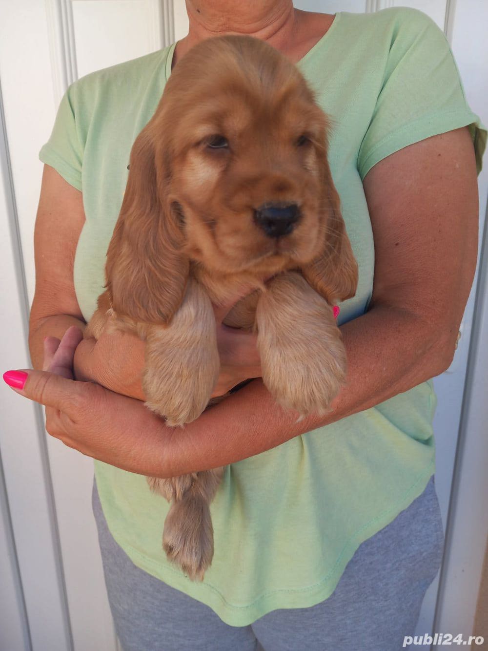 Vand cocker/coker spaniel/spaniol pe negru si auriu!! Vand cocker/coker spaniel/spaniol pe negru si auriu!!