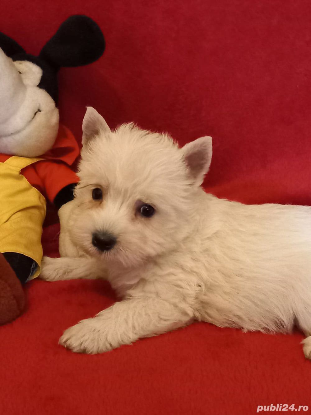 Vand westie Vand westie