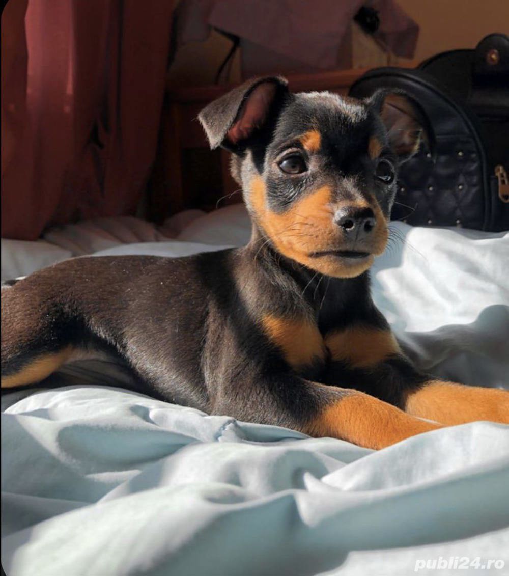 Pui pinscher pitic Pui pinscher pitic