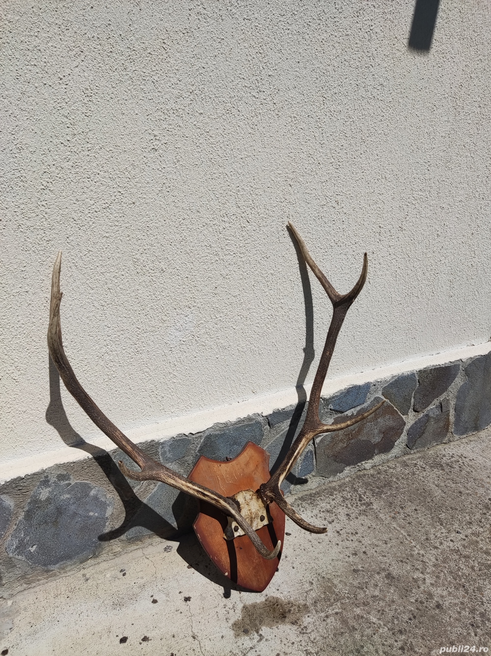 Vand coarne cerb mari vechi  bogate