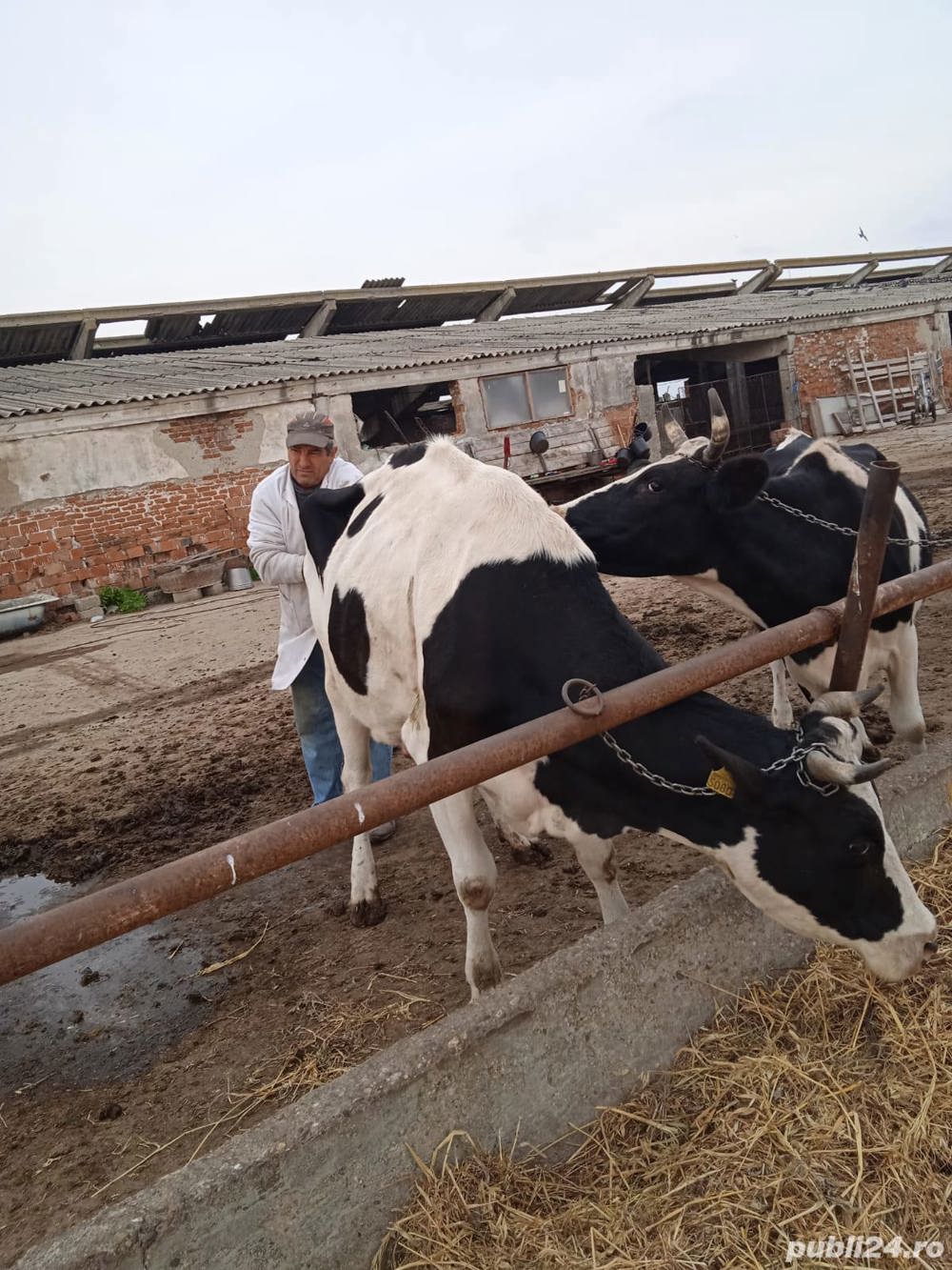angajez oameni în ferma de vaci angajez oameni în ferma de vaci