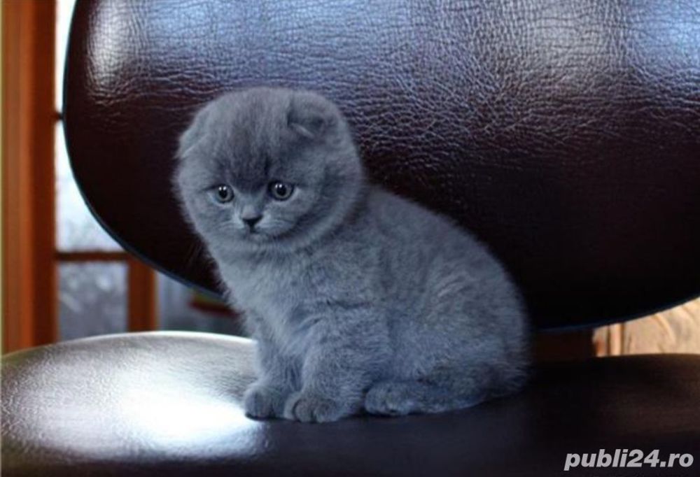  British Shorthair  Scottish Fold  Lilac disponibili. Asigur transport contra cost 