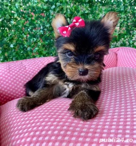 Pui Yorkshire Terrier - Cumpără în Siguranță căței vaccinați, deparazitați, carnet de sănătate