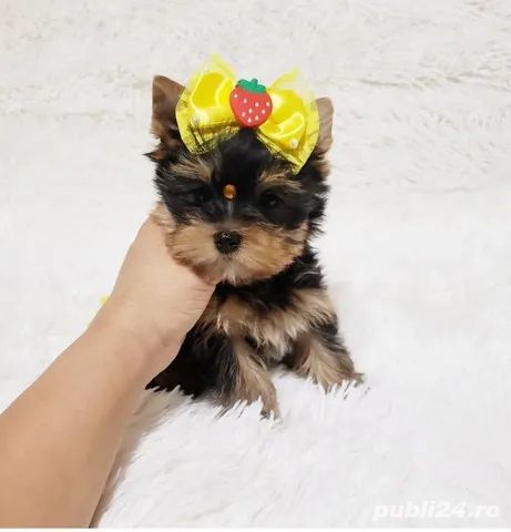 Yorkshire Terrier mini toy - transport la nivel național