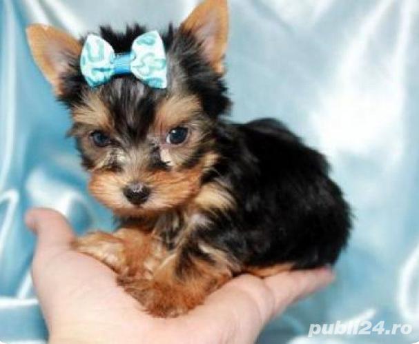 Yorkshire Terrier mini toy - mascul si femelă la 2 luni