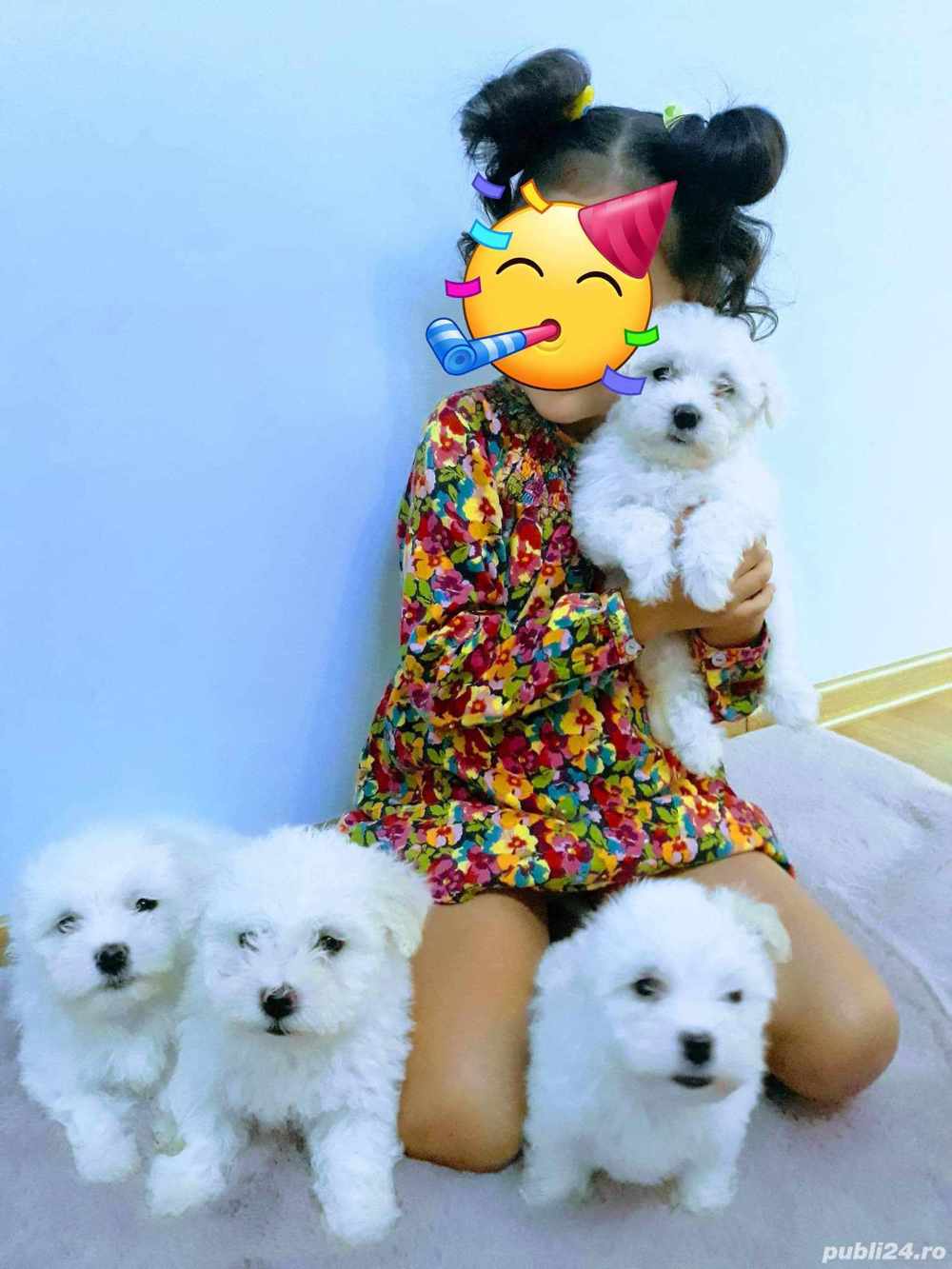 Exemplare deosebite!Bichon maltez puiuți superbi 