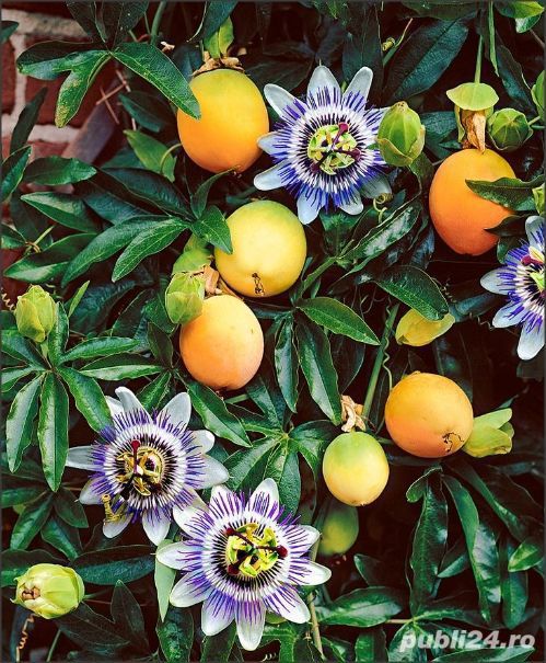 floarea pasiunii - 20 seminte  Passiflora Hibride Purple
