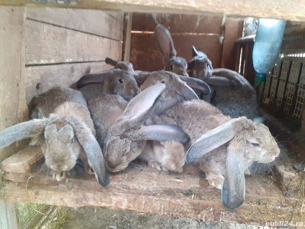 Iepuri urias german Iepuri urias german