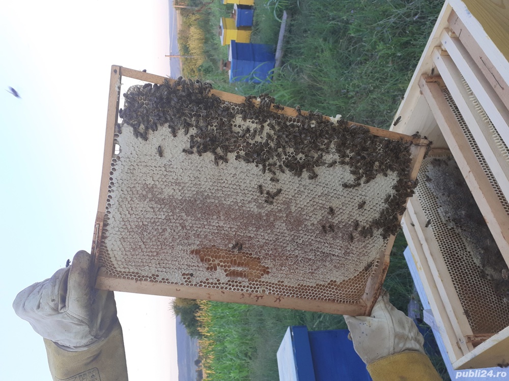 direct de la apicultor