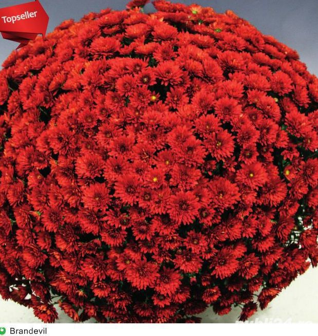 Butasi crizanteme 50+25 gratis