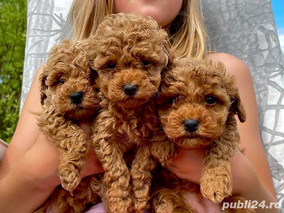 Poodle Pitic Apricot, talie Toy,  genetică deosebita, rasă hipoalergenica 