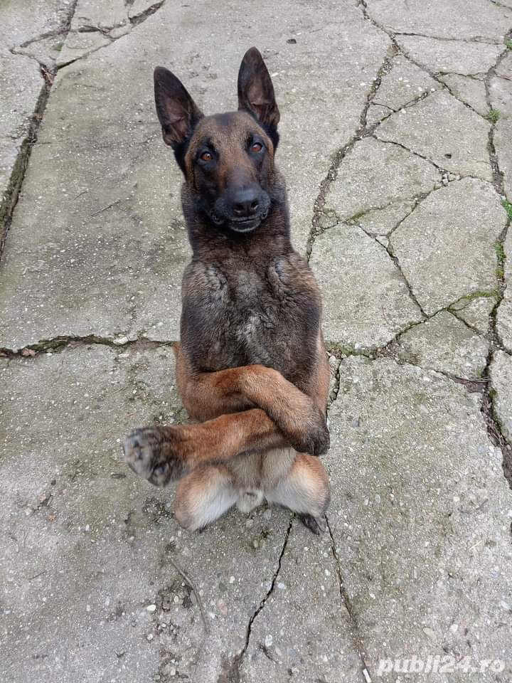 Dresaj caini la domiciliu Pitesti Dresaj caini la domiciliu Pitesti