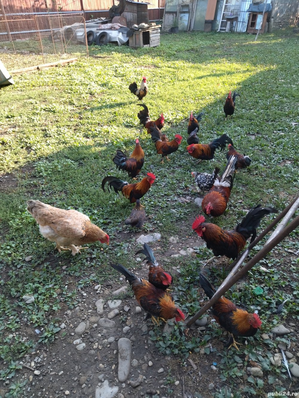 Vând cocoși pitici.