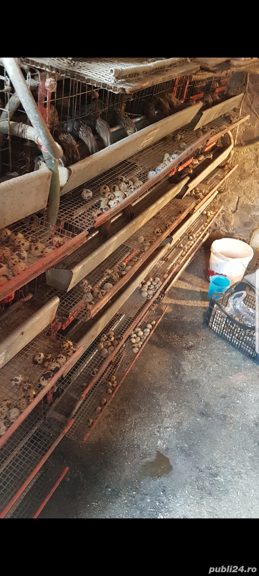 Vând tineret prepelițe!