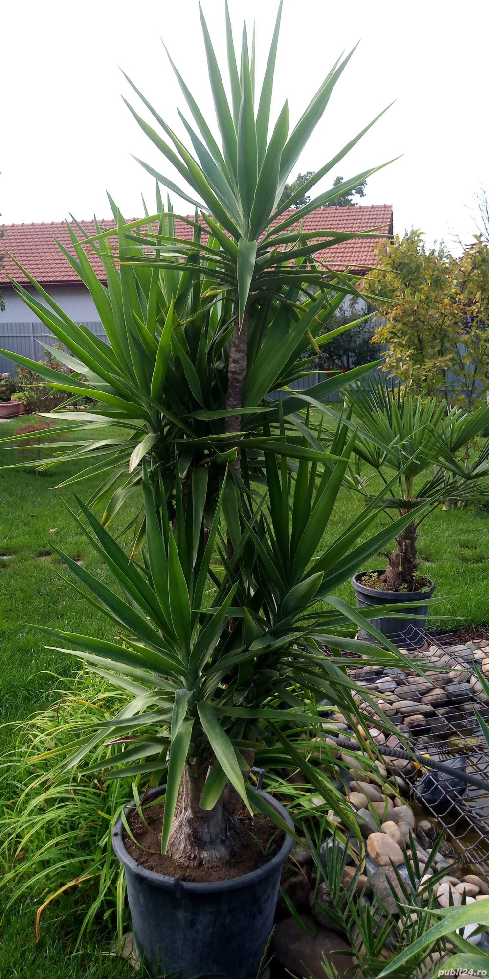 Plante de interiore si exterior.