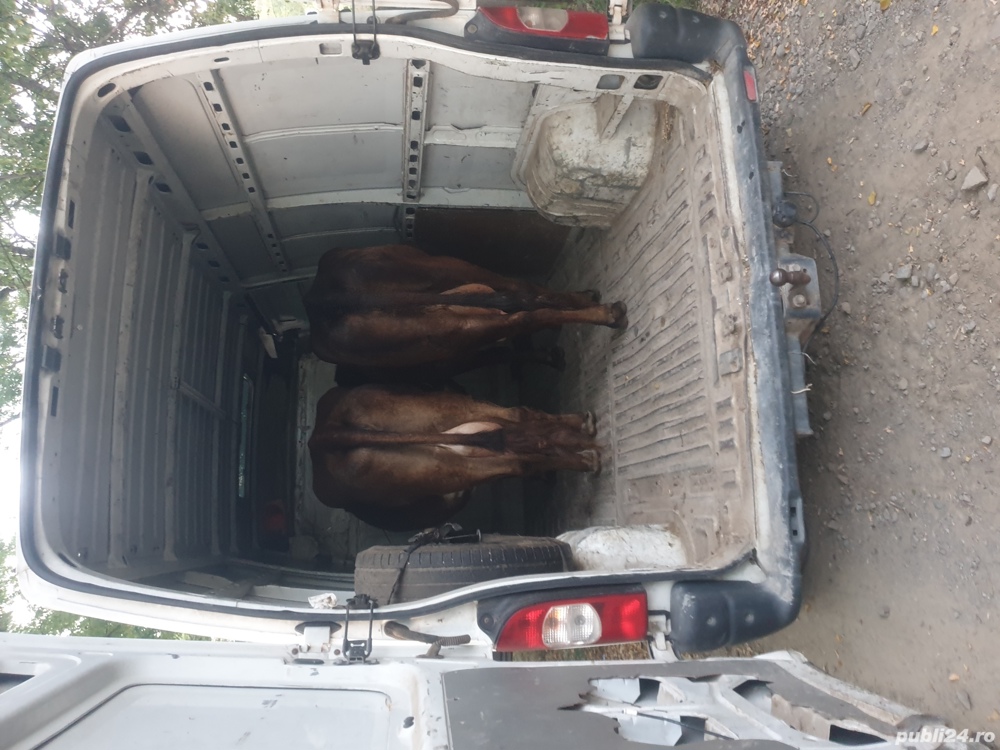 Transport marfa transport mobila transport animale