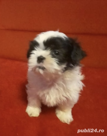 Pui Bichon mini cu garantie 