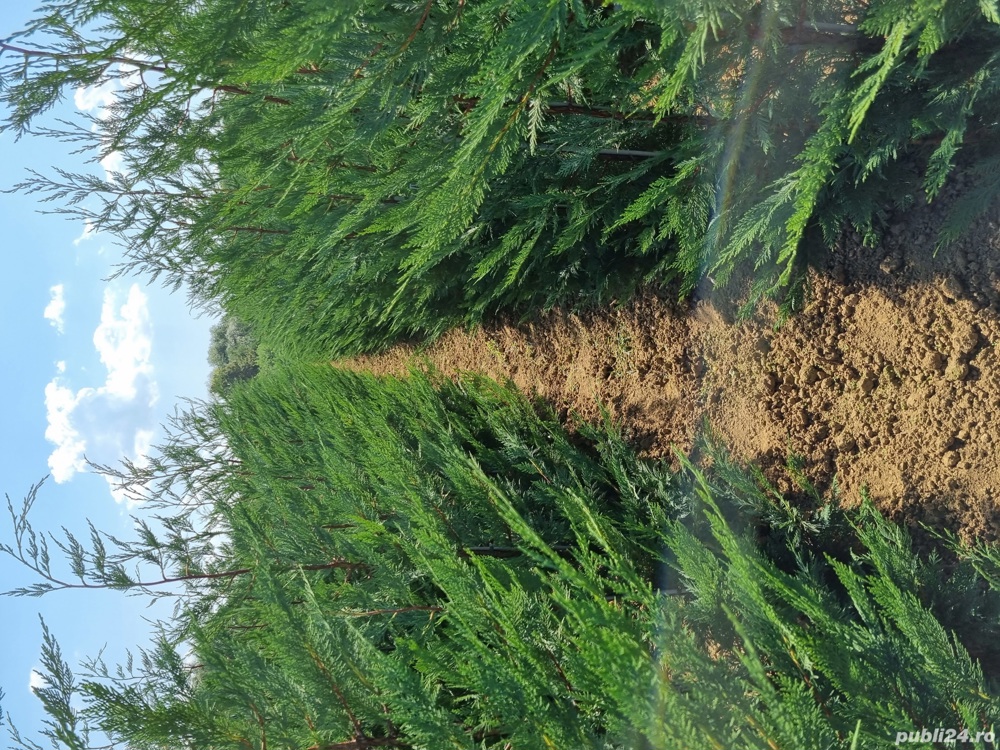 Pepiniera Cristea Ioan vinde Chiparos Leyland gard viu (altoit)