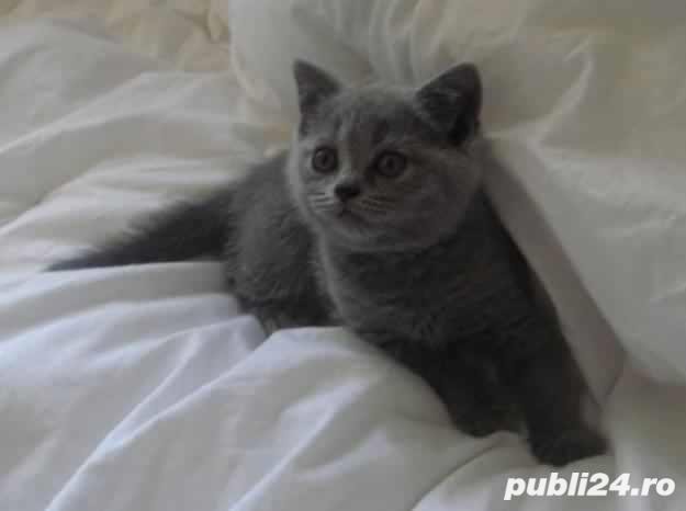 chartreux cea mai frumoasa rasa