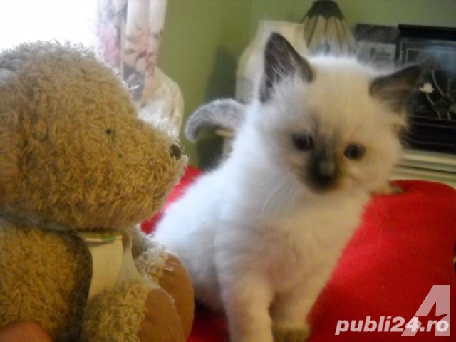 ragdoll puiuti