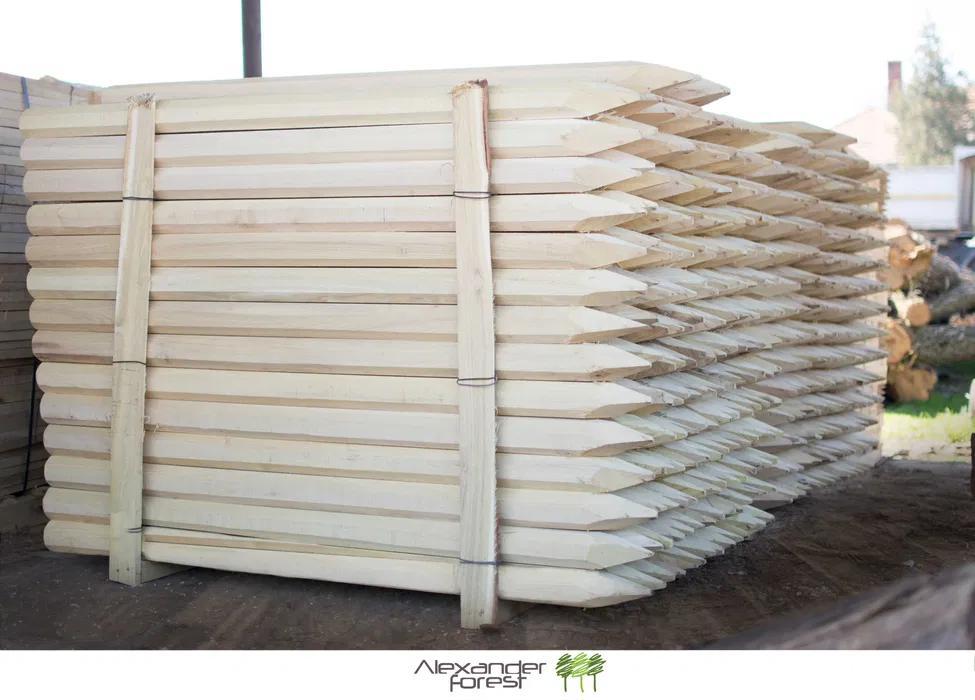 Araci ortogonali salcam