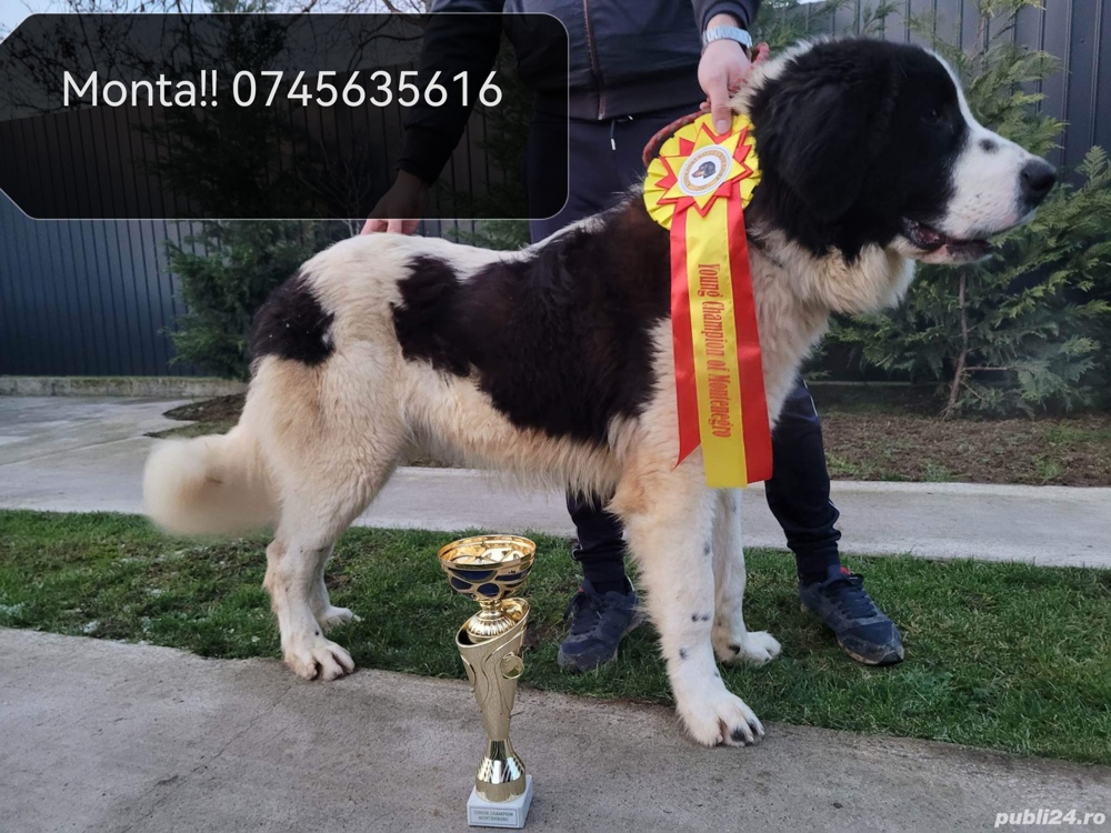 Ciobanesc romanesc de bucovina  Ciobanesc romanesc de bucovina