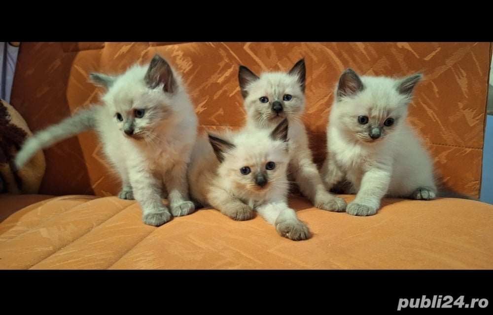 pîsica birmaneza pui de 2 luni pîsica birmaneza pui de 2 luni
