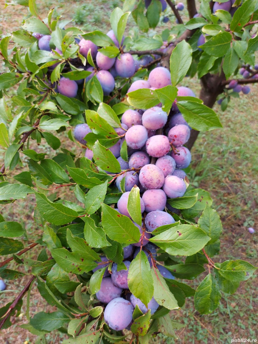 Curățare și toaletare pomi fructiferi