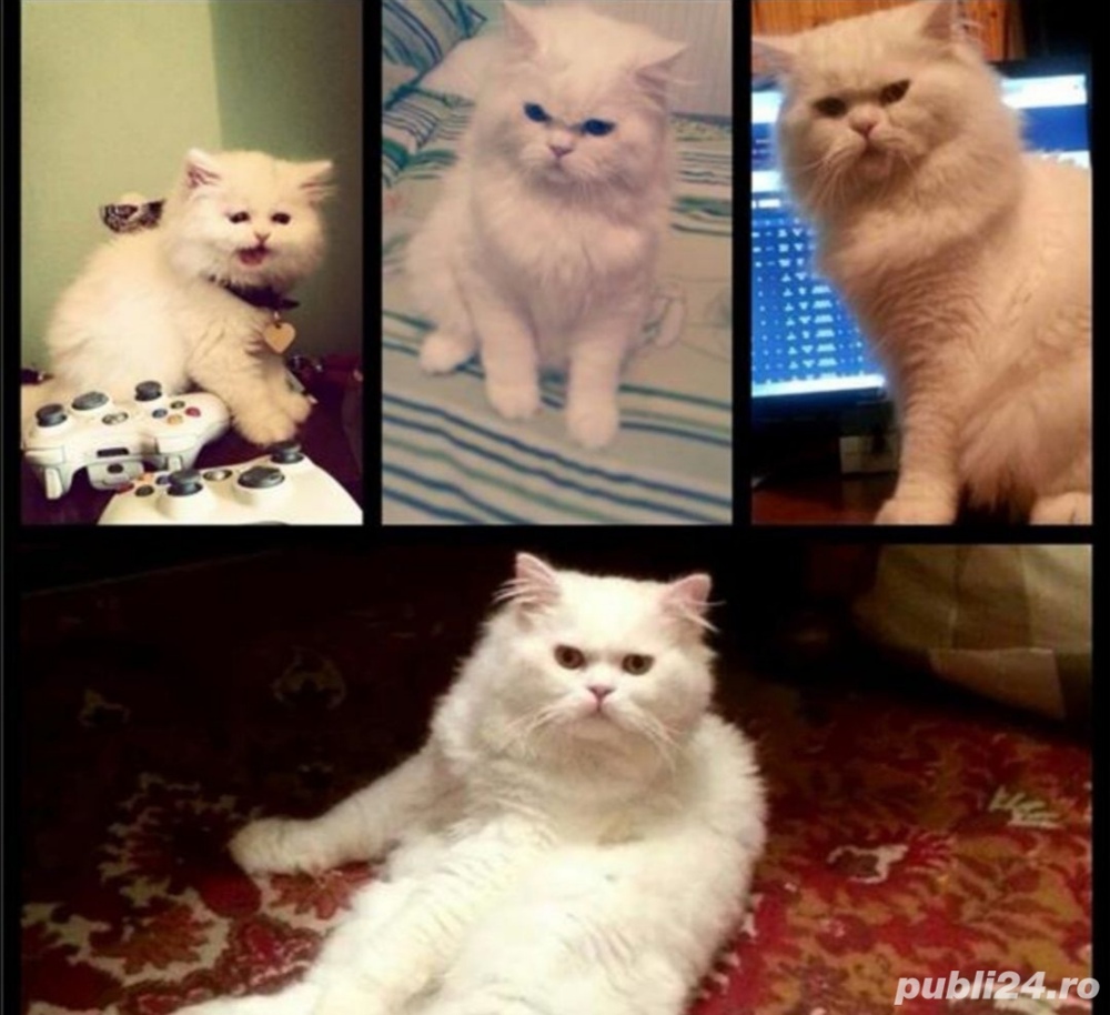 Motan persan alb Motan persan alb