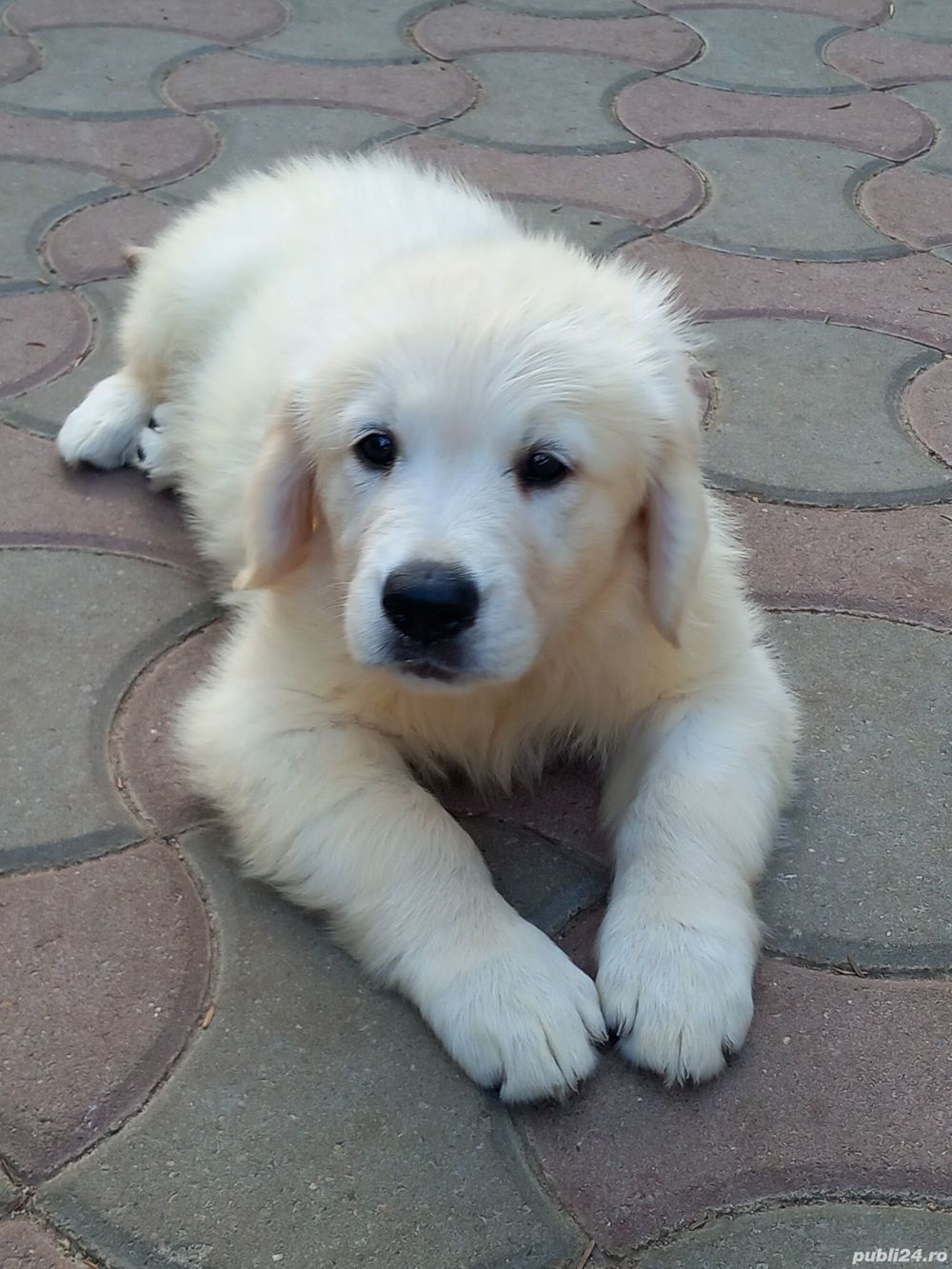 vand catei de golden retriever