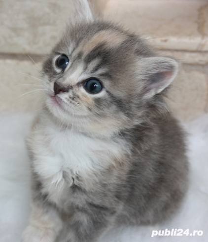 british silver si oranj