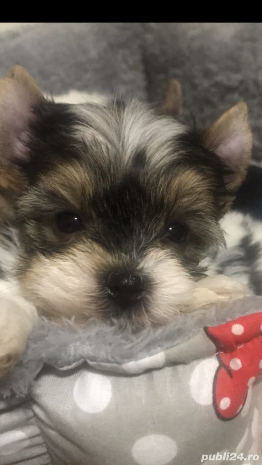 Pui yorkshire yorkie yorki terrier biewer