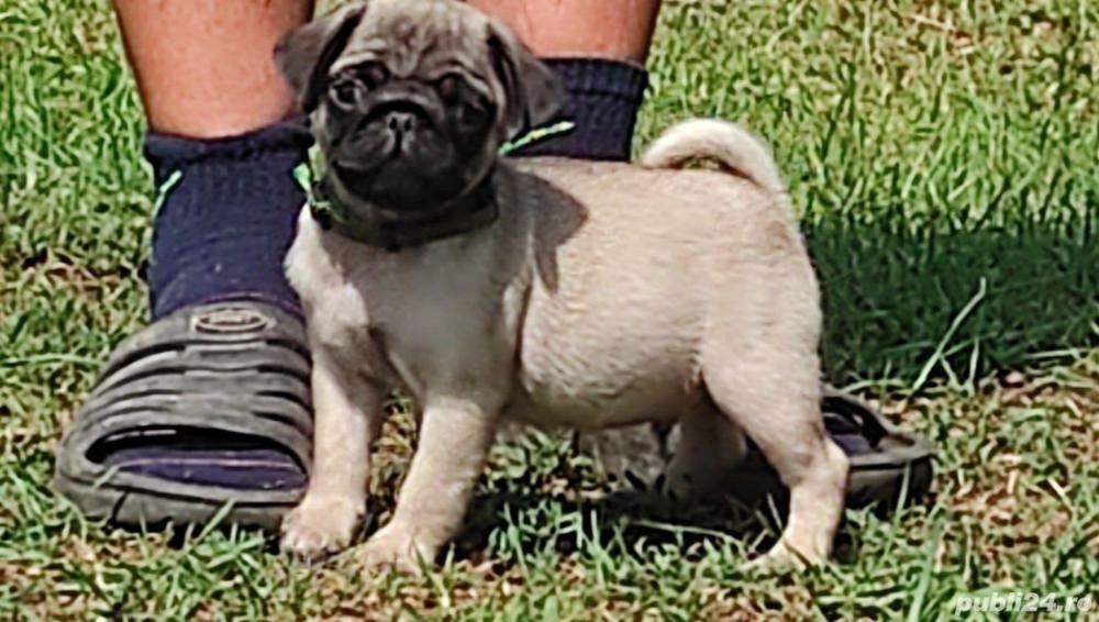 Pui de mops pug maro si negru