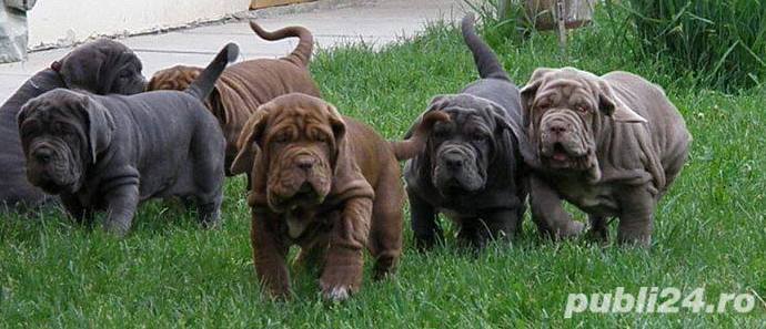 Pui de mastino  napoletano!! Pui de mastino  napoletano!!