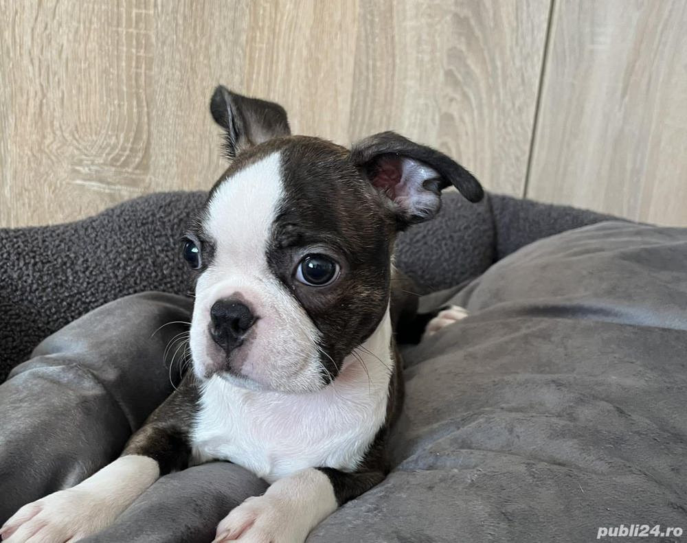 Vand boston terrier!! Vand boston terrier!!