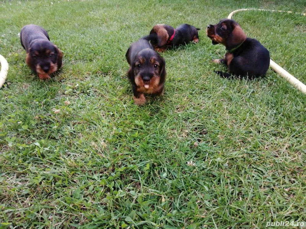 Vand pui de teckel tekel techel sârmos 