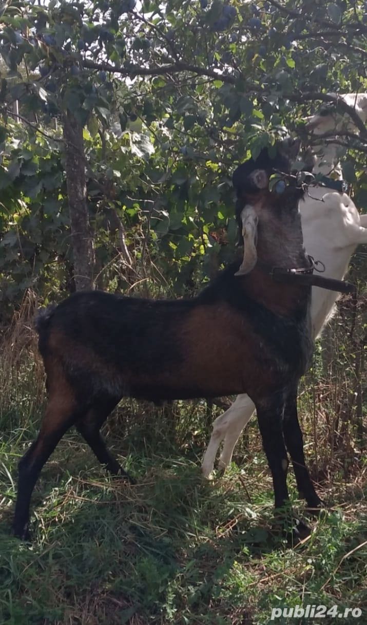 Țap Anglo-Nubian isi schimba domiciliul Țap Anglo-Nubian isi schimba domiciliul