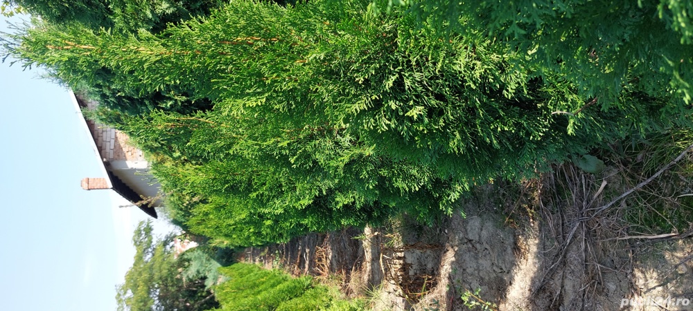 Vând Thuja occidentalis varietatea smaragd